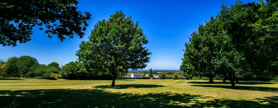 Park with trees and blue sky